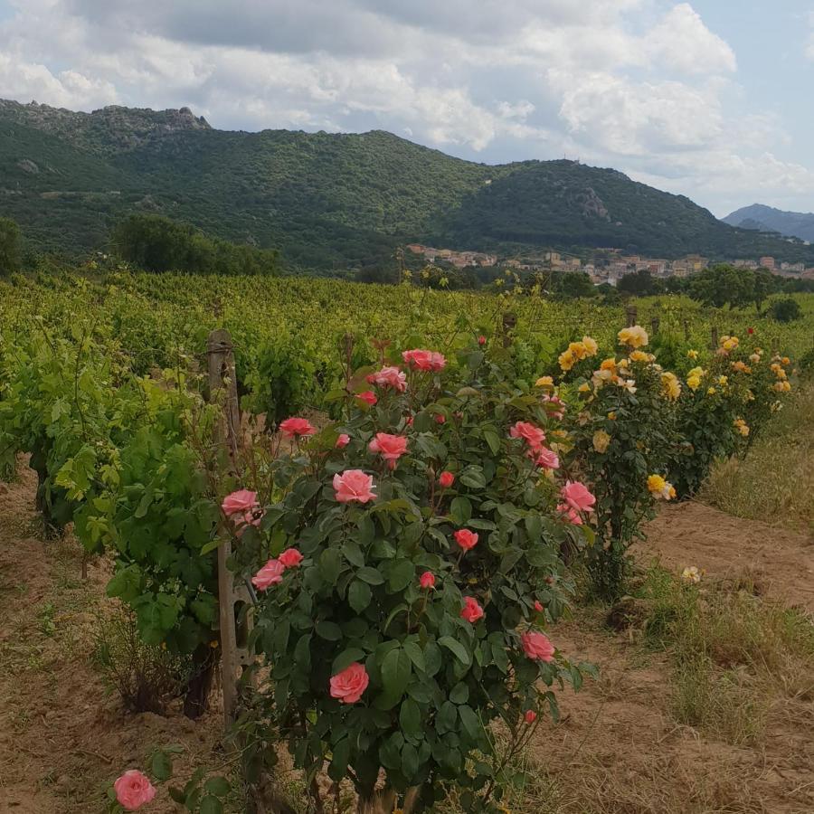 Agriturismo Vermentino Agroturismo