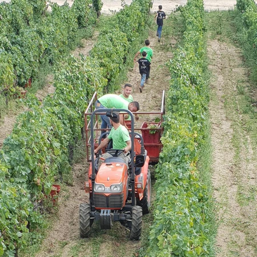 Vermentino Monti